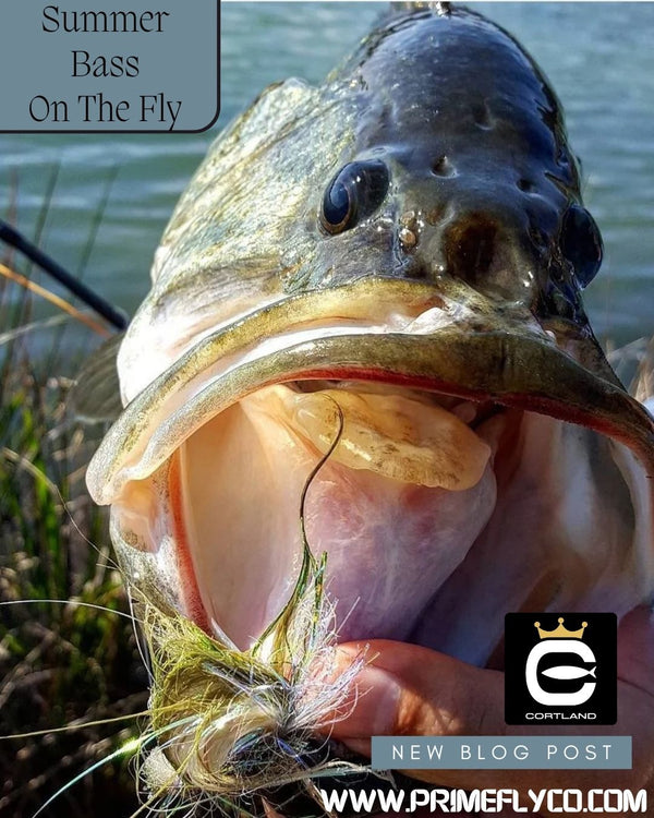 Summer Bass On the Fly