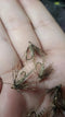 Soft Hackle Hare's Ear