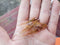 Arizona Mega Simi Seal Leech